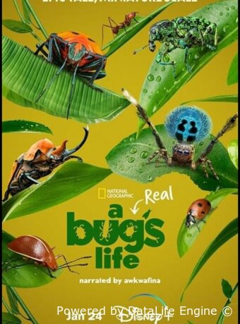 A Real Bug's Life